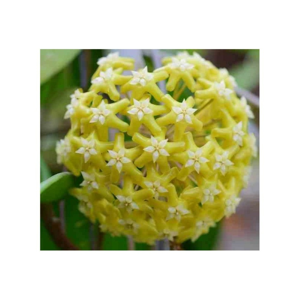 Hoya pentaphlebia (fleur de porcelaine, fleur de cire) - taille pot de 2 litres - 20/40 cm