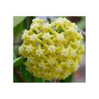 Hoya pentaphlebia (fleur de porcelaine, fleur de cire)   - taille pot de 2 litres - 20/40 cm