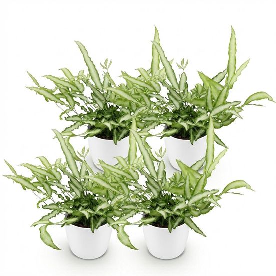 Lot de 4 - pteris cretica albolineata - fougère ruban - h30 cm