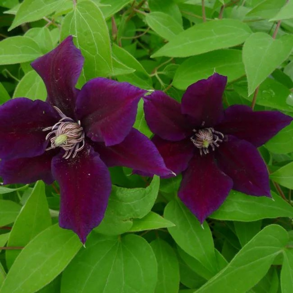 Clématite 'hania' clematis 3l - 60/90cm