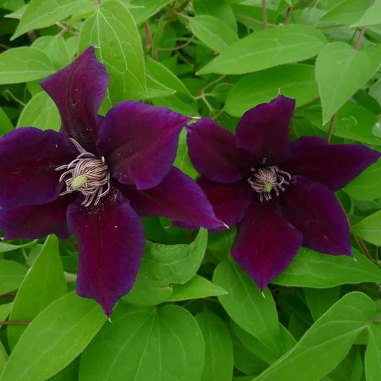 Clématite 'hania' clematis 3l - 60/90cm