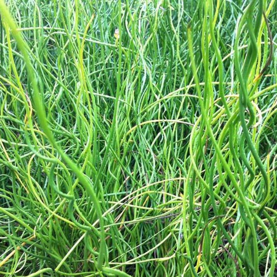 Juncus effusus 'spiralis' godet de 8/9 cm