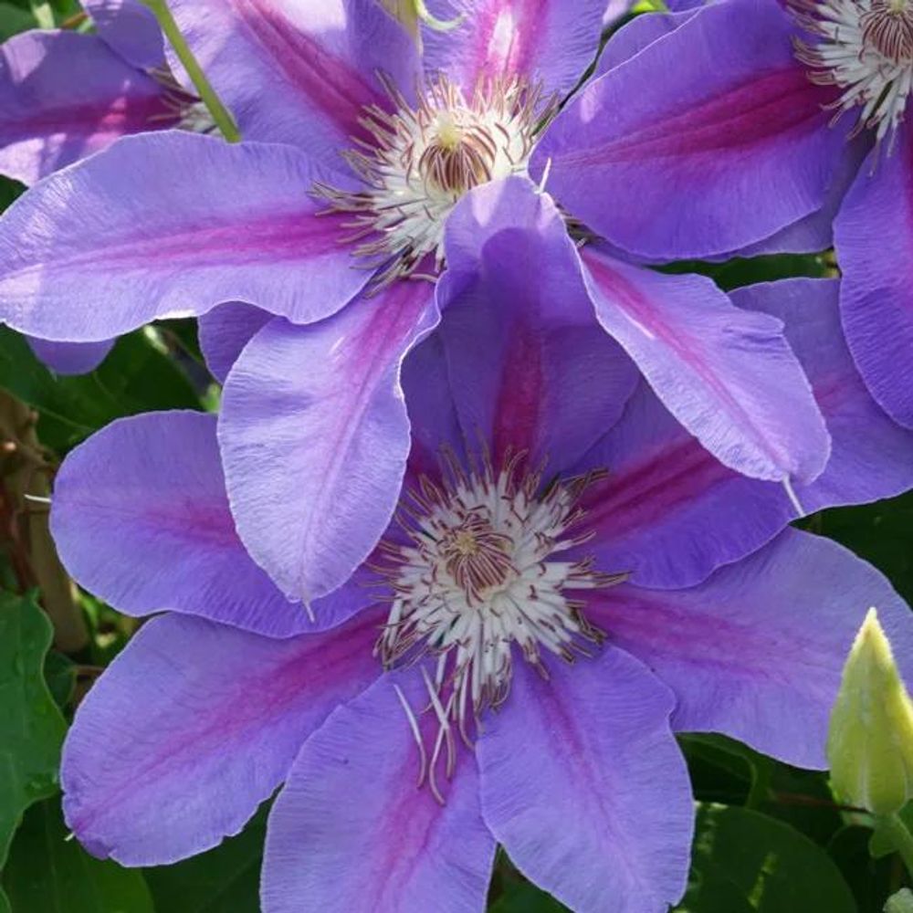 Clématite 'étoile de malicorne' - clematis 1,5l - 40/60cm