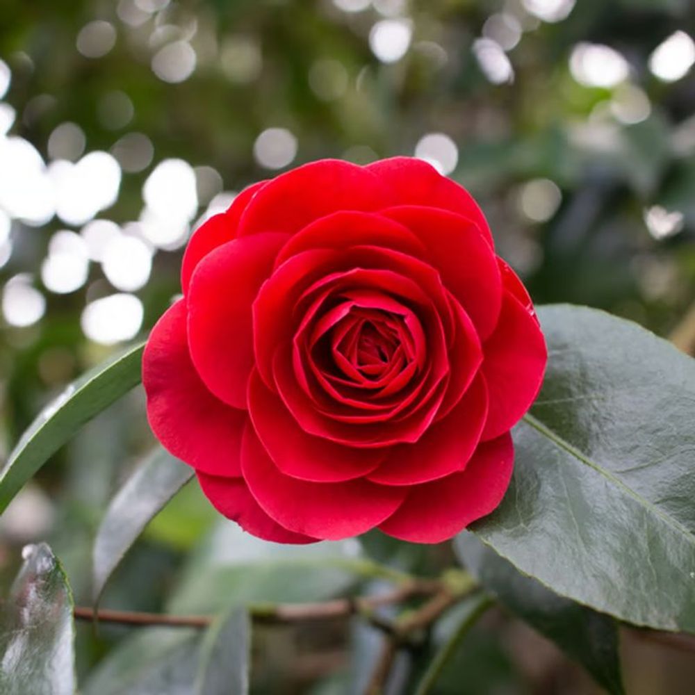 Camélia du japon 'black lace' (camellia japonica 'black lace')