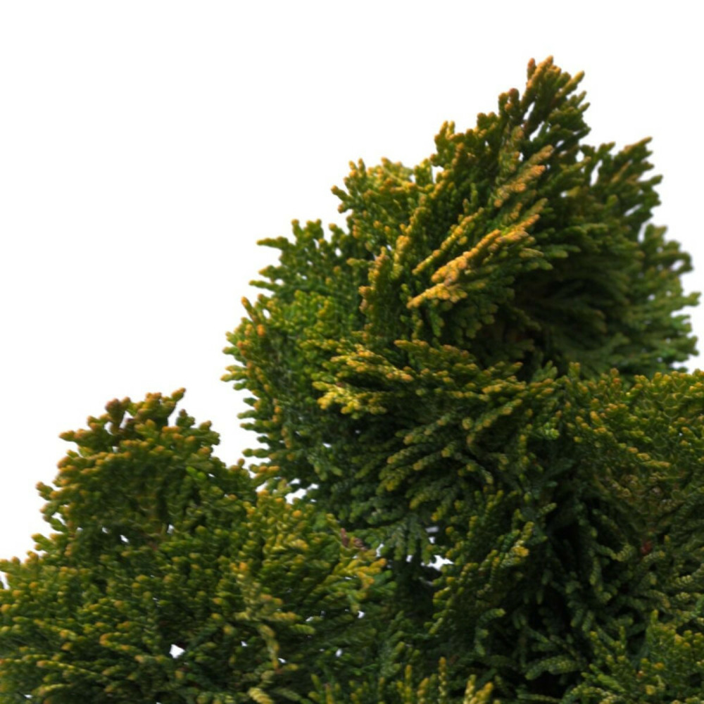 Faux cyprès d'hinoki aurora, chamaecyparis obtusa pot de 3l - 20/40 cm
