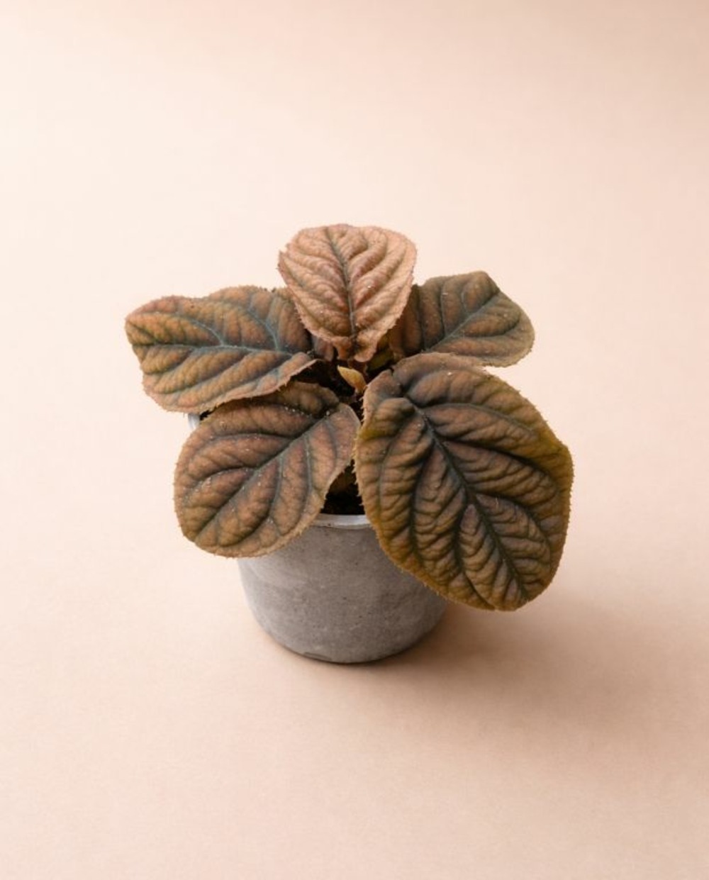 Labisia vietnam d. 9cm h. 15cm - plante d'intérieur