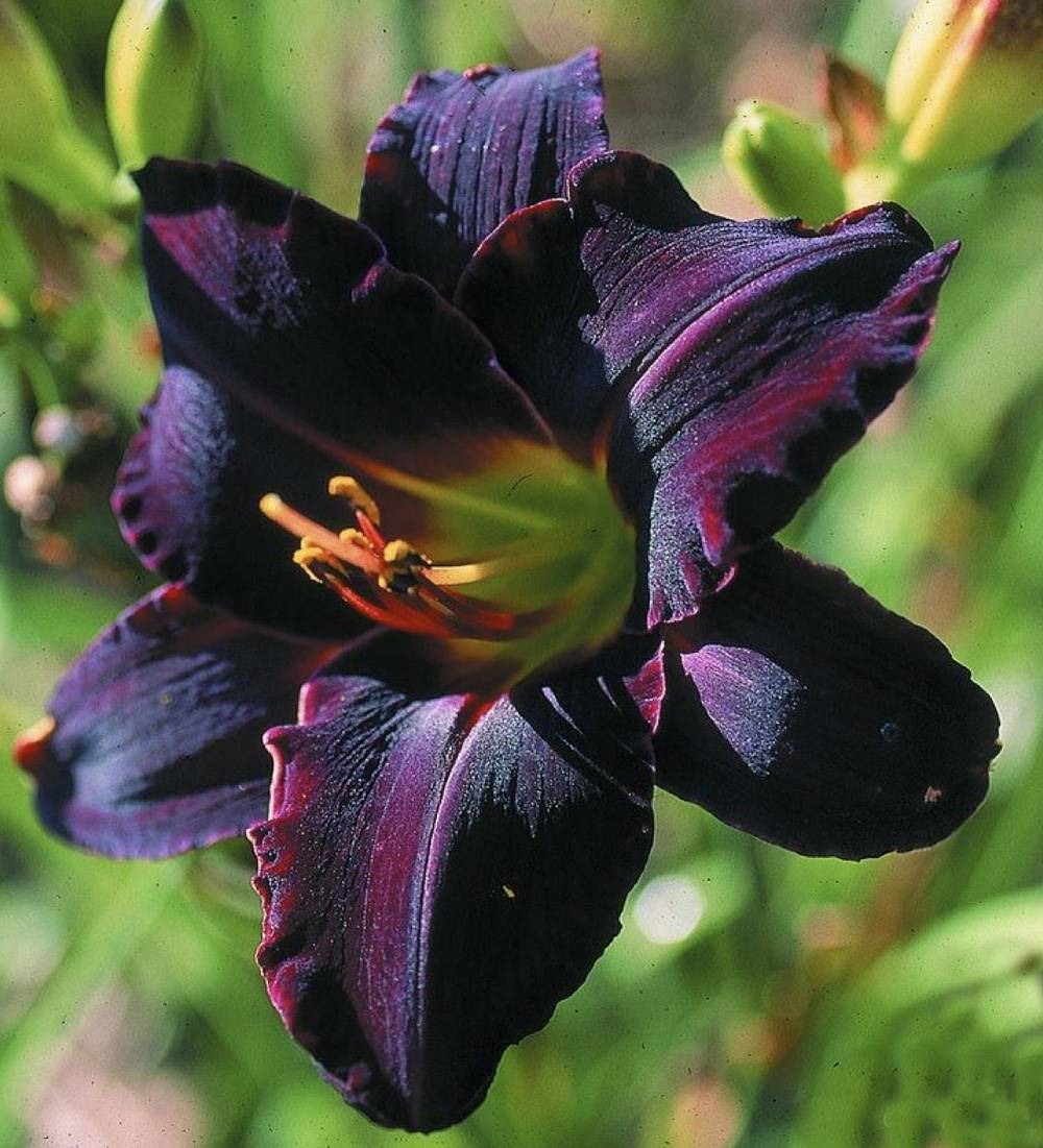 Hemerocalle black emmanuelle plante vivace - 3 godets
