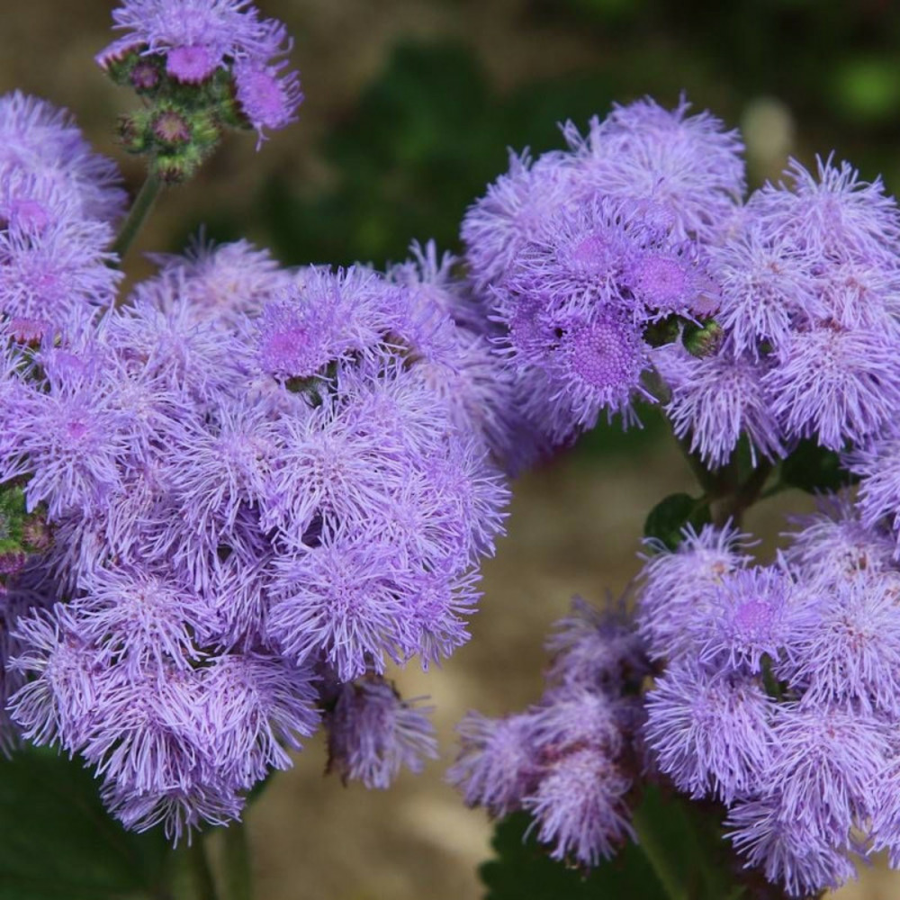 Graines d'ageratum roi des bleus - vilmorin sachet