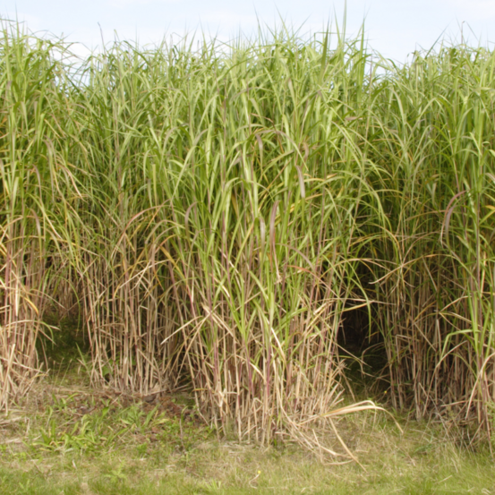 Miscanthus géant - miscanthus giganteus 100 cm pot 3l