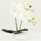 Orchidées artificielles blanches 35cm