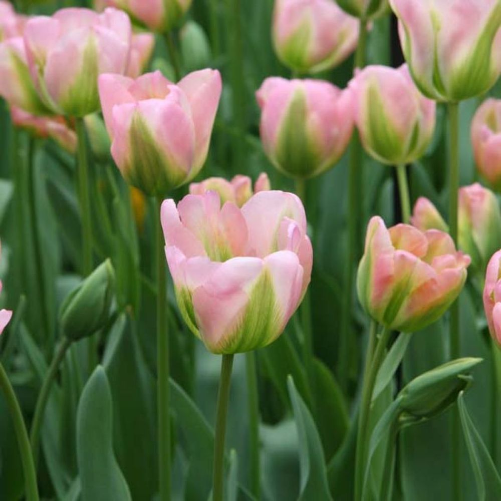 Tulipe viridiflora 'groenland' bulbe calibre 11+ (par 10)
