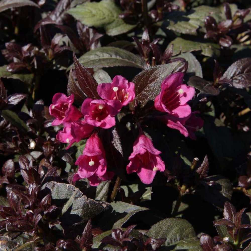 Weigela florida 'minor black' pot de 2l/3l