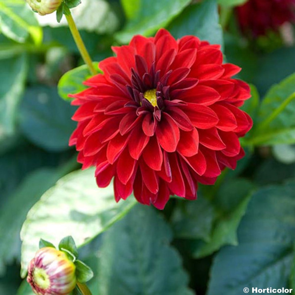 Dahlia nain double 'melody mambo' bulbe calibre i (par 3)
