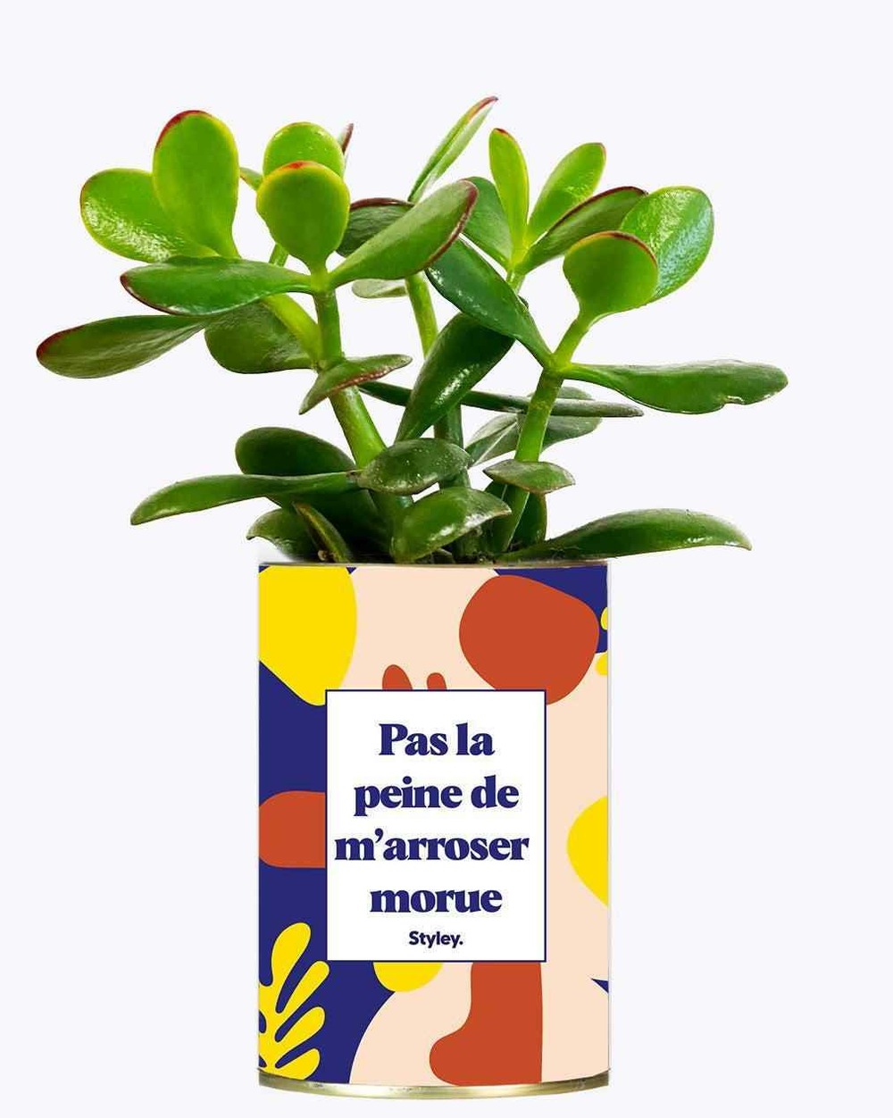 Plante personnalisée - pas la peine de m'arroser morue - cactus