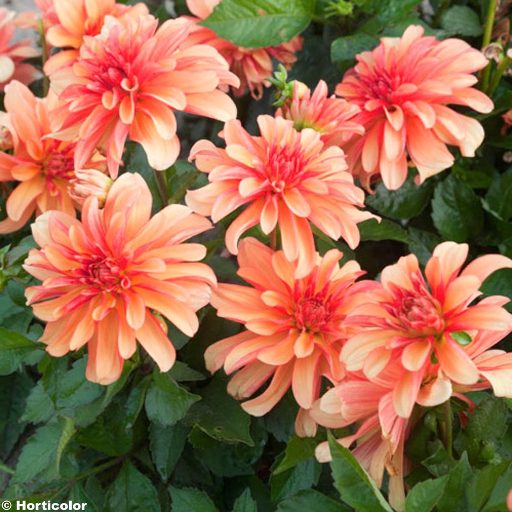 Dahlia nain double 'gallery cobra' bulbe calibre i (par 3)