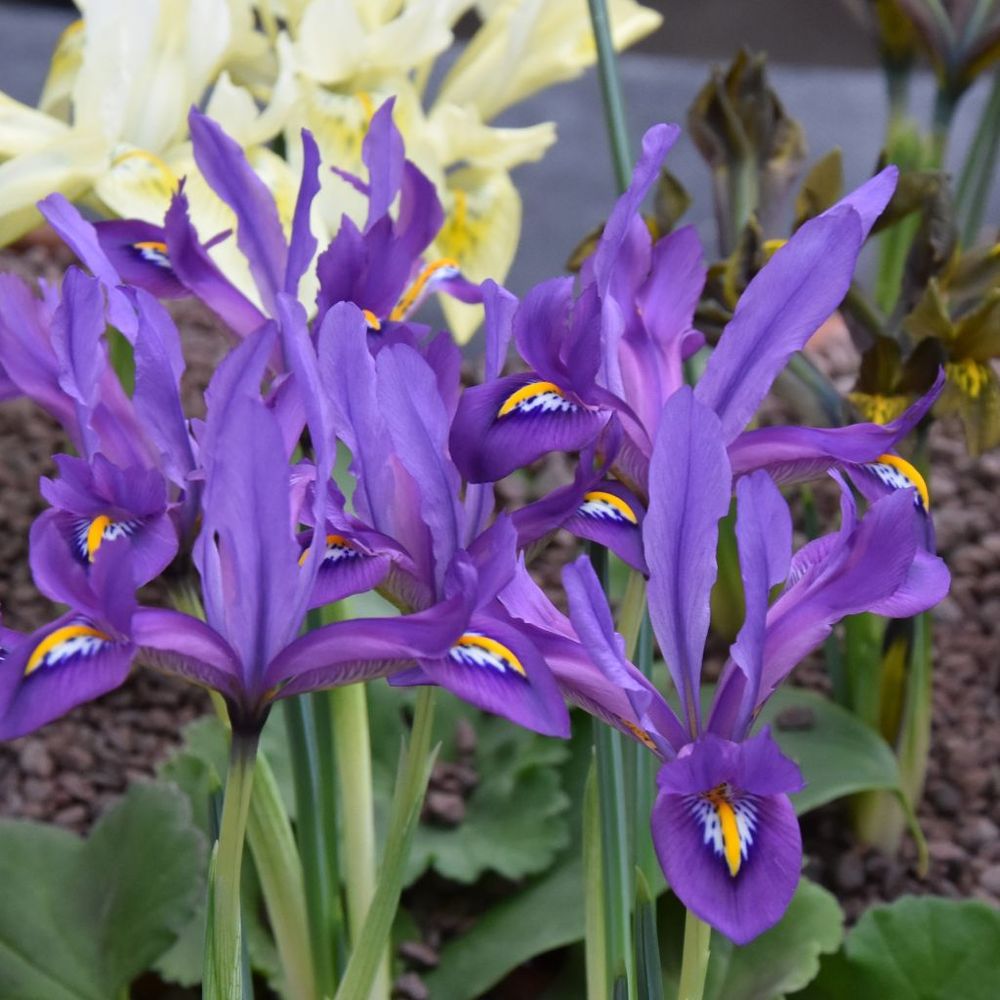 Iris réticulé 'scent sational' bulbe calibre 5+ (par 5)
