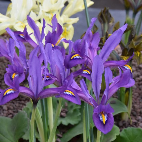Iris réticulé 'scent sational' bulbe calibre 5+ (par 5)