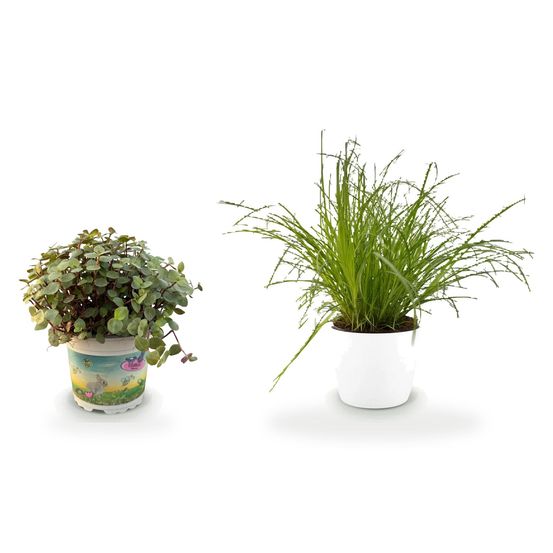 Duo feuillages compacts — cyperus alternifolius zumula & callisia repens