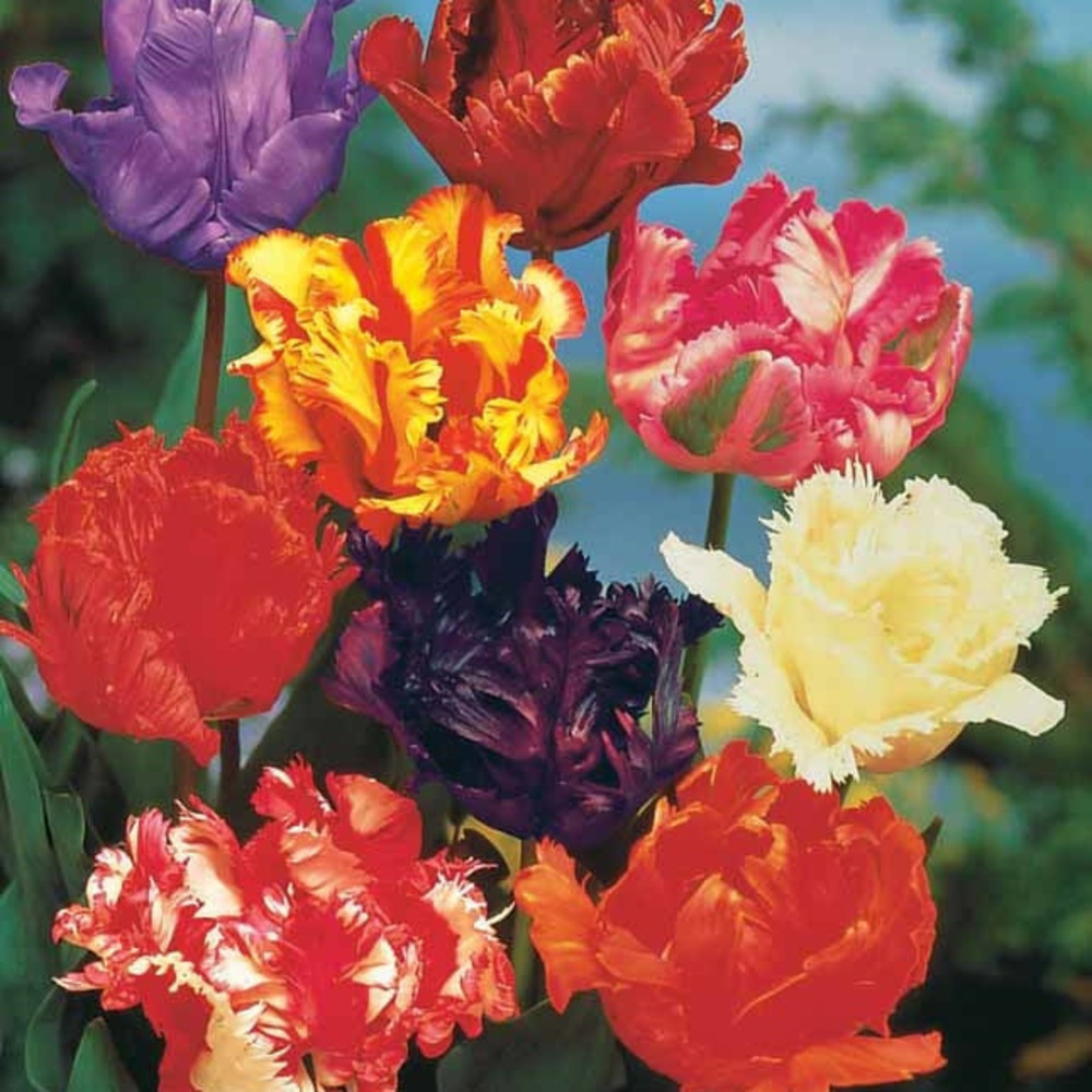 15 tulipes perroquet en mélange - le sachet de 15 bulbes / circonférence 10-11cm