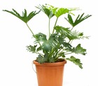 Philodendron selloum taille pot 65l -100/120cm
