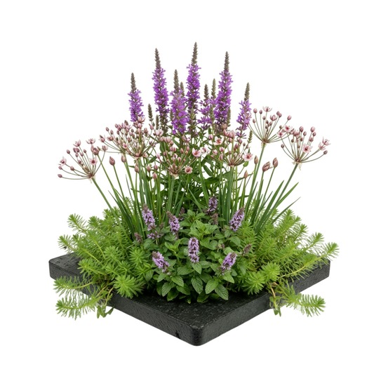 Îlot anti-moustiques pour bassin - kit complet de 4 plantes
