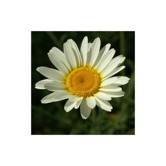 Anthémis des teinturiers sauce hollandaise godet - 5/20 cm