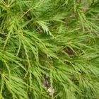 Acer palmatum SEIRYU - Erable du Japon SEIRYU - Pot de 14 cm