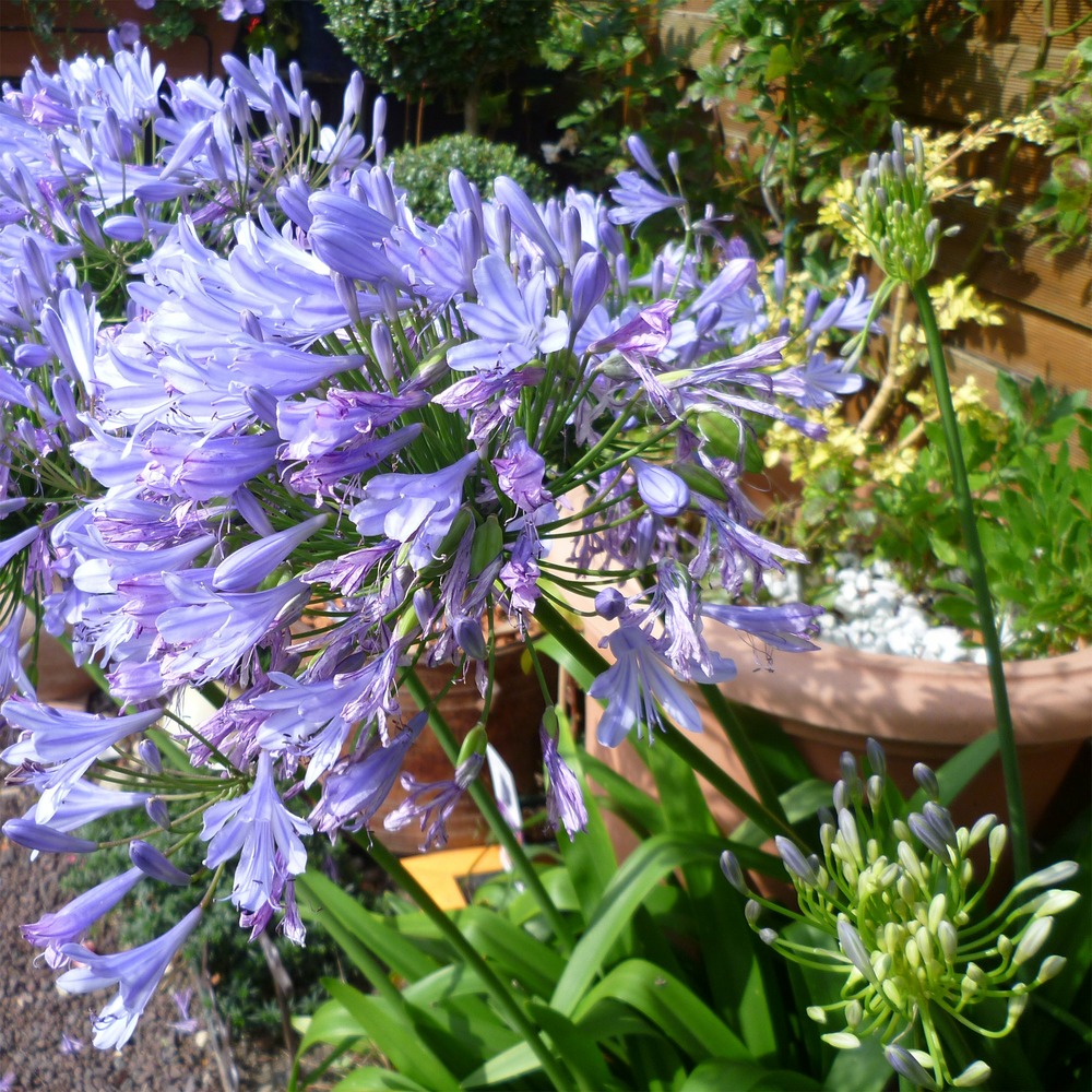 Agapanthe blue infinity® panaga - le pot / ø 9cm, vendu par lot de 4