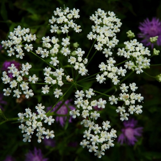 Cumin des près, anis des vosges godet de 8/9 cm