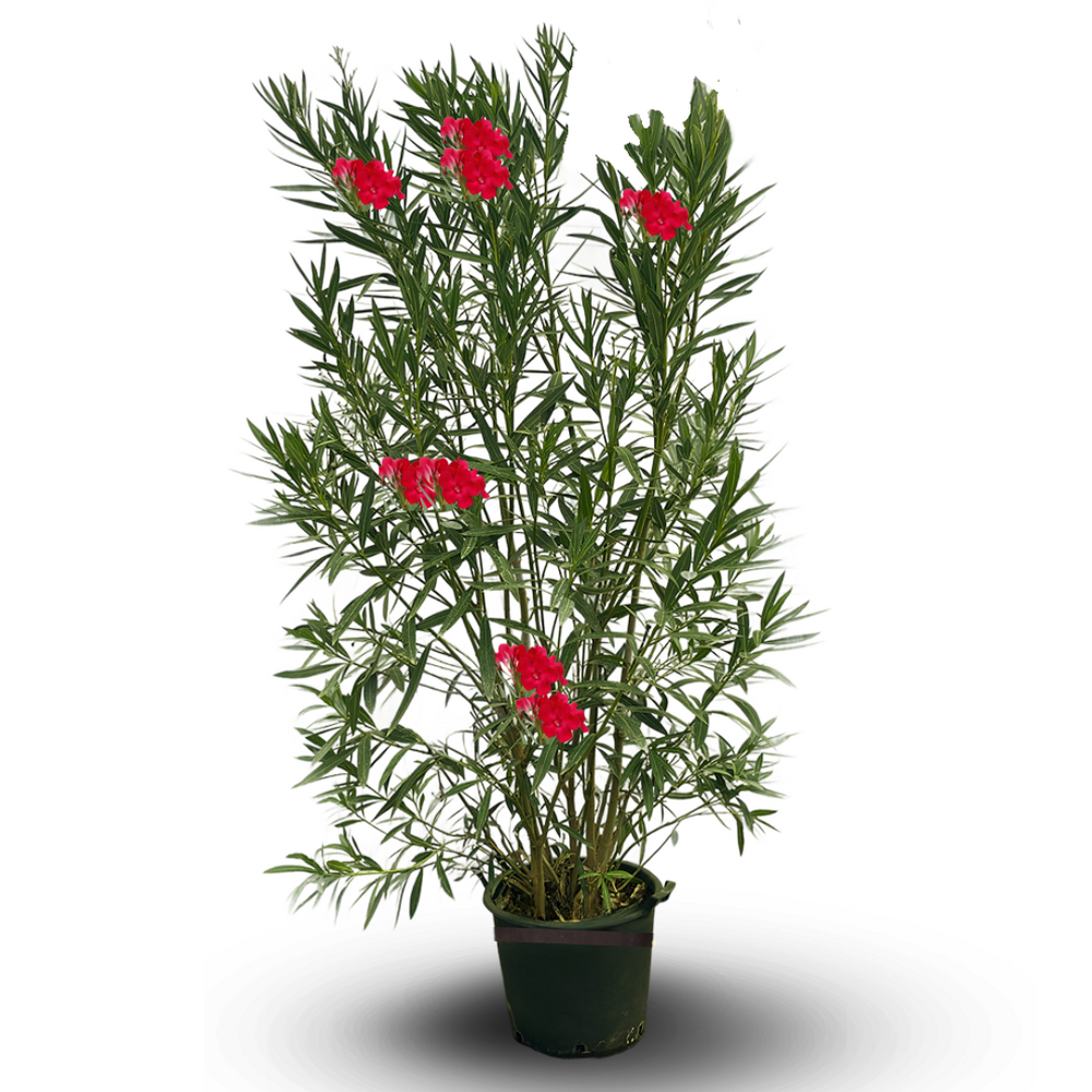 Laurier rose - nerium oleander - ↕ 170-190 cm - ⌀ 30 cm - plante d'extérieur - fleur rouge