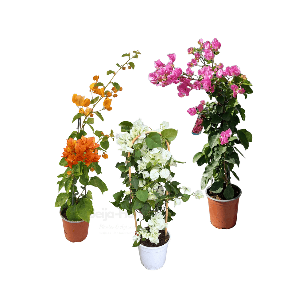 Pack trio bougainvilliers Rose/Orange/Blanc en pot 14 cm hauteur 40 à 60 cm