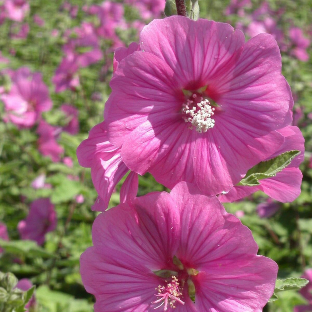 Lavatère bredon spring, mauve en arbre, lavatera pot de 3l - 20/40 cm