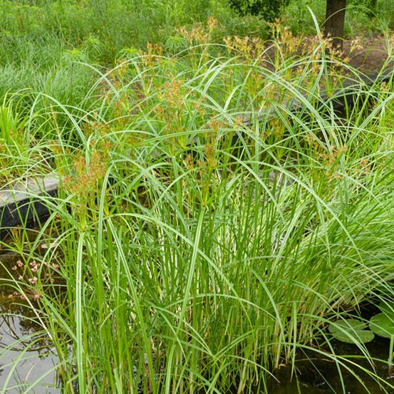 Souchet odorant - le pot / ø 9cm