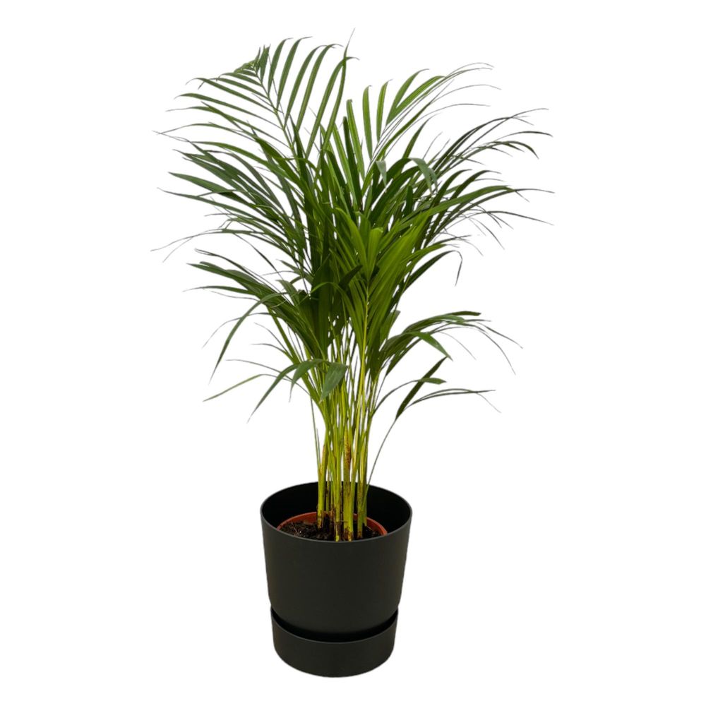 Palmier areca - plantes d'intérieur