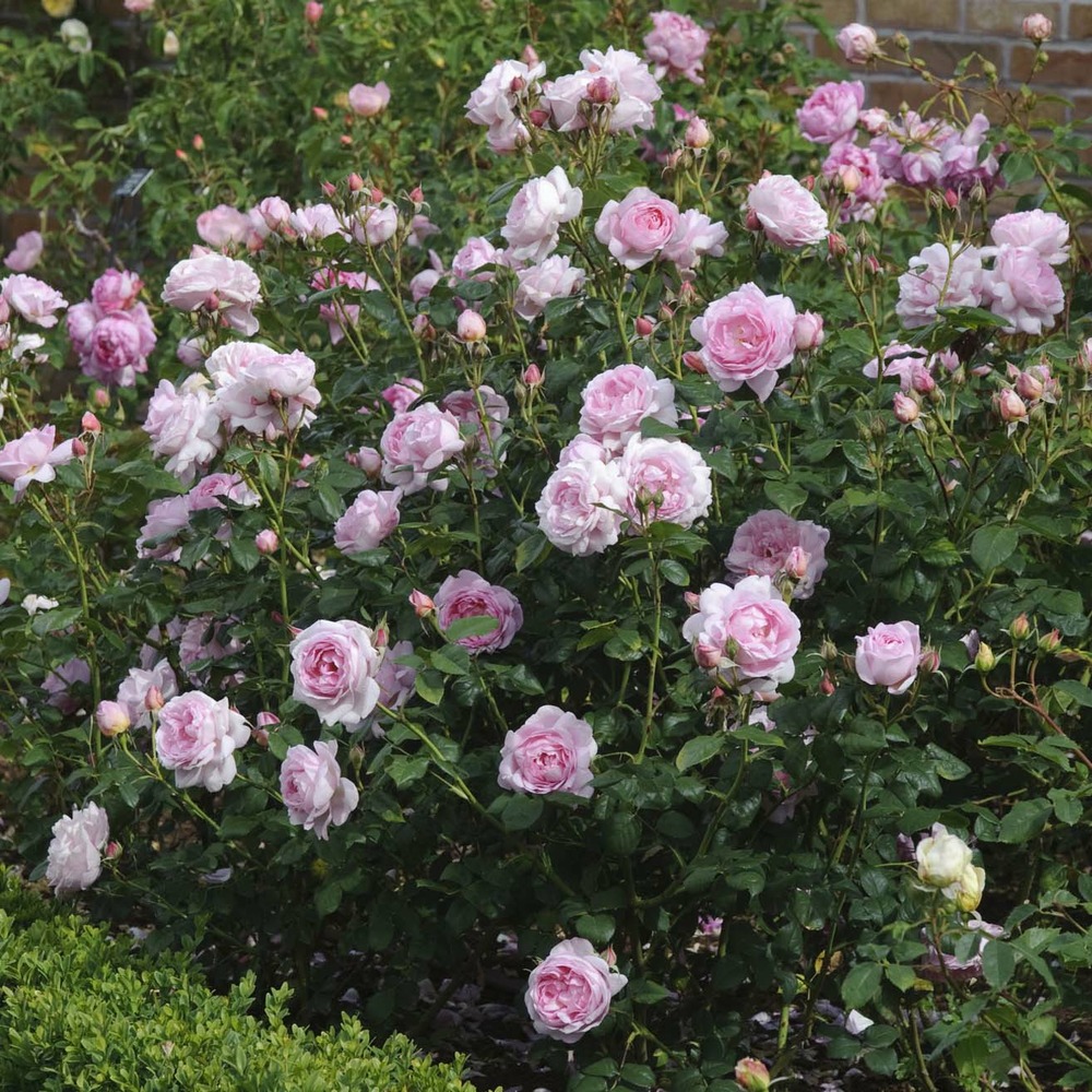 Rosier anglais 'scepter'd isle ' pot de 4l/5l