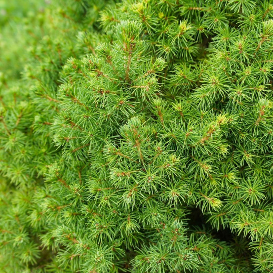 Épicéa blanc j.w. Daisys white - picea glauca j.w. Daisys white 20/30cm pot 2,5l