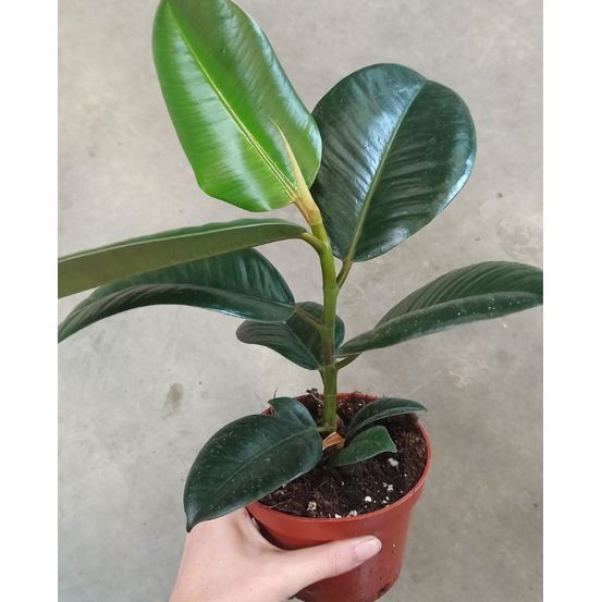 Ficus elastica robusta - plante caoutchouc medium d. 12cm h. 35cm - plante d'intérieur