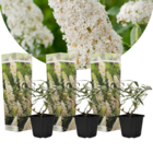 Buddleja white - set de 3 - arbuste à papillons vivace pour le jardin - pot 9cm - hauteur 25-40cm