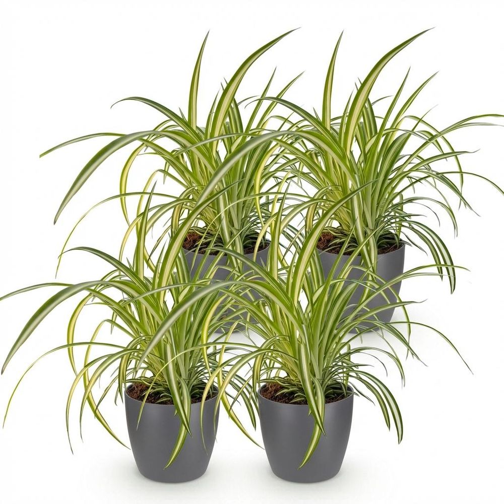 Chlorophytum comosum variegatum - pet-friendly - plante araignée - pot de 12cm - hauteur 20-30cm