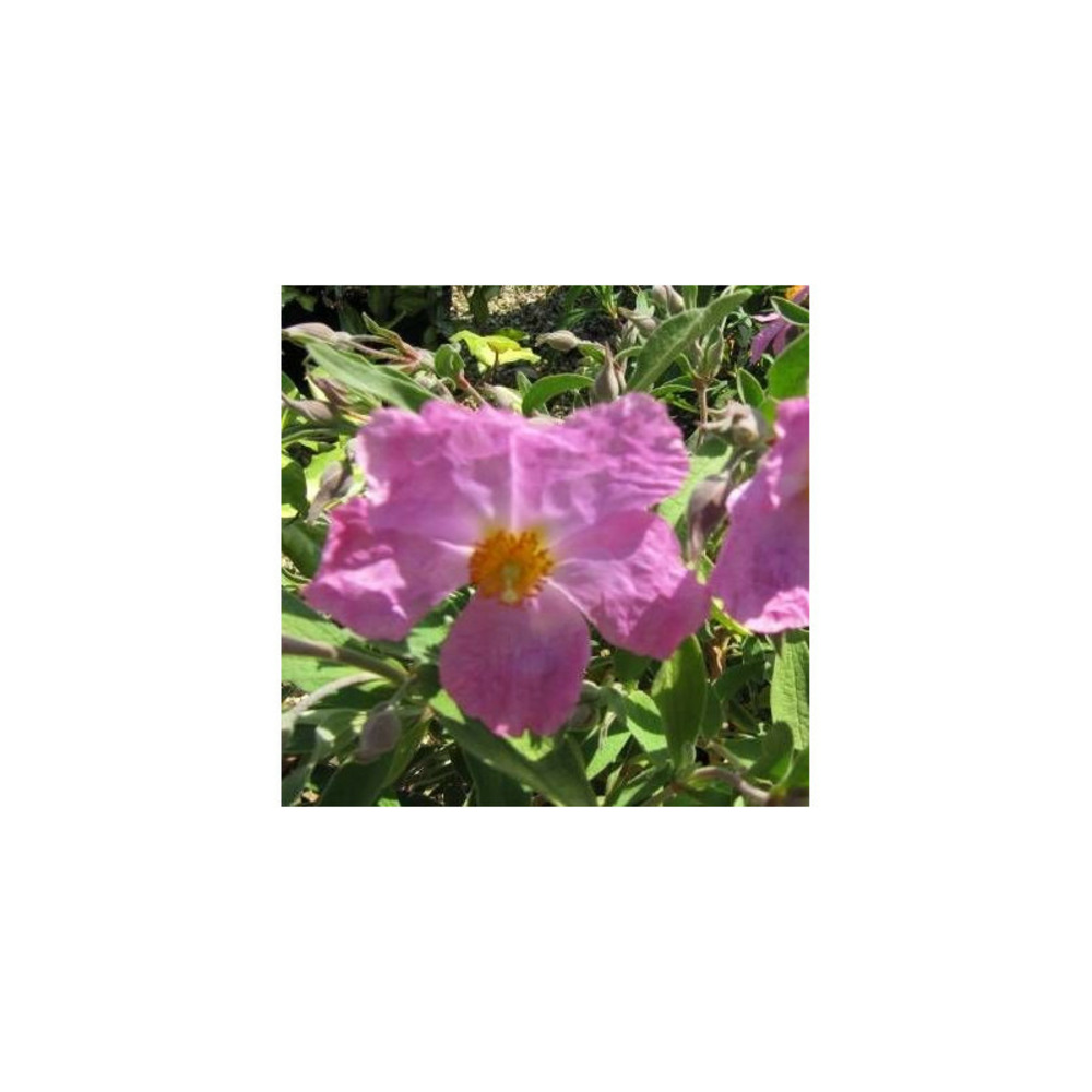 Ciste pulvérulent sunset, cistus pot de 3l - 40/60 cm