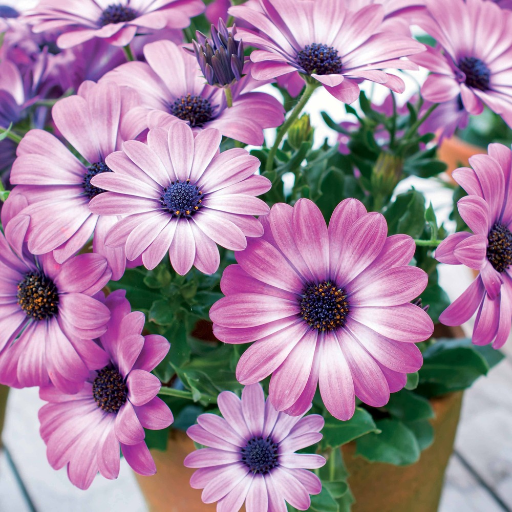 3 marguerites du cap pink flave - les 3 pots / ø 10.5cm, vendu par lot de 2