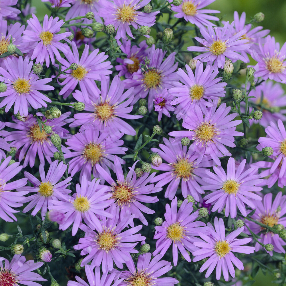 Aster ericoïdes blue star - le pot / ø 9cm