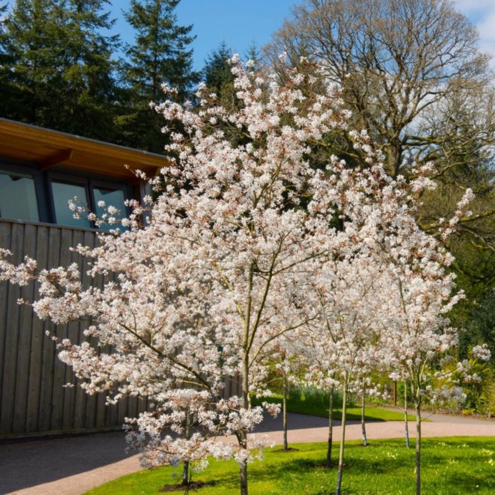 AMELANCHIER CANADA GF H20A40-(766425)