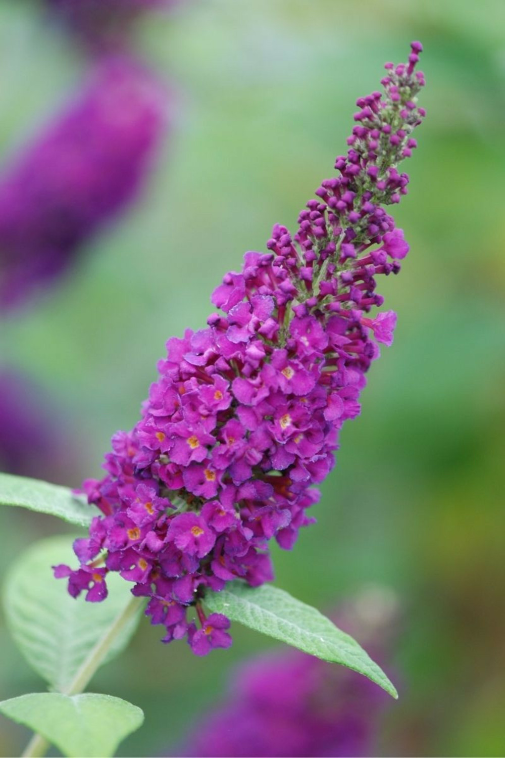Arbre aux papillons ' miss violet' - en pot de 5 litres