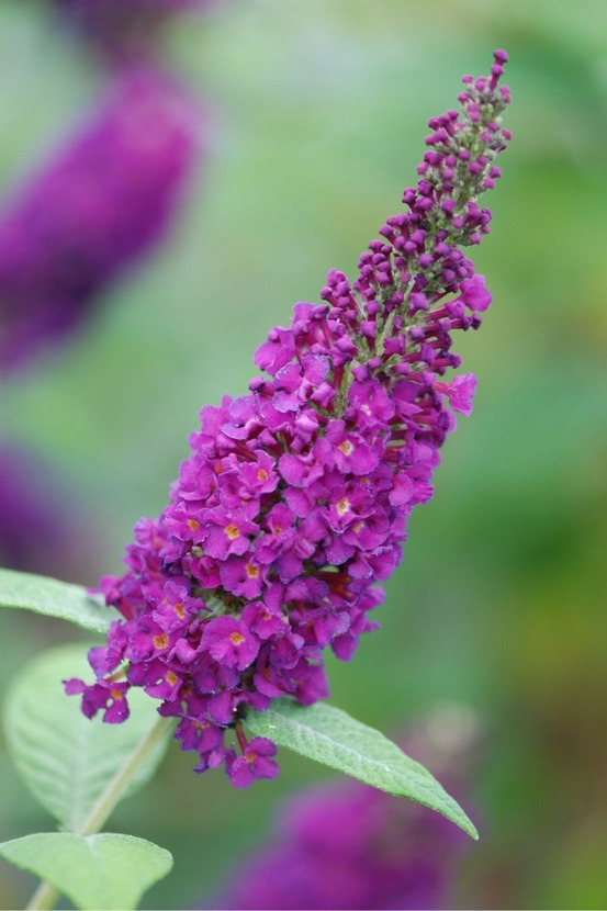 Arbre aux papillons ' miss violet' - en pot de 5 litres