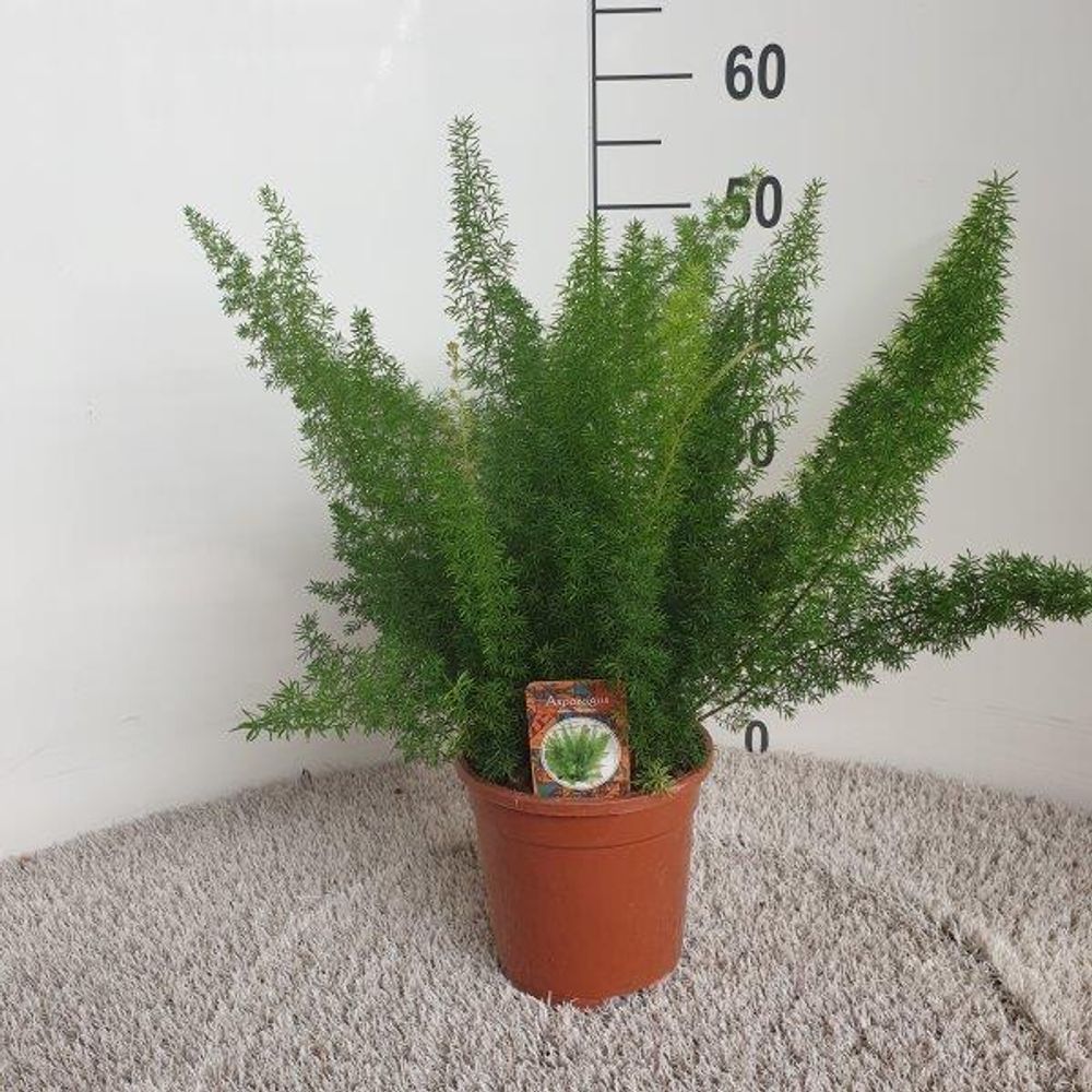 Asparagus d. Meyers - ø17cm - ↕50cm - plantes d'intérieur