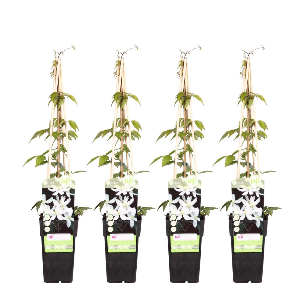 Lot de 4 - clematis montana 'grandiflora' - h65 cm - ø15 cm - plante d'extérieur