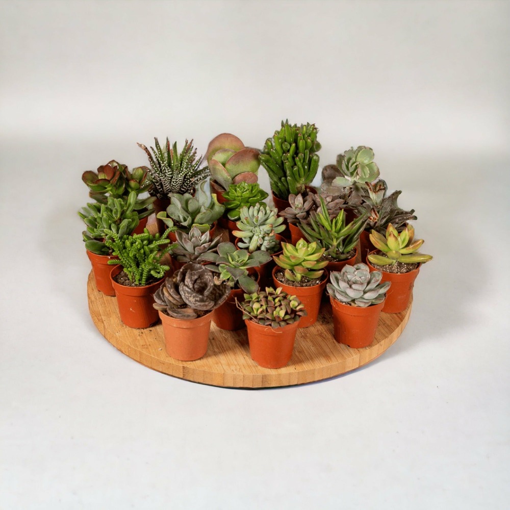 Plante d'intérieur - box 20 baby cactus & succulentes - 10cm - ø5,5 5.5cm