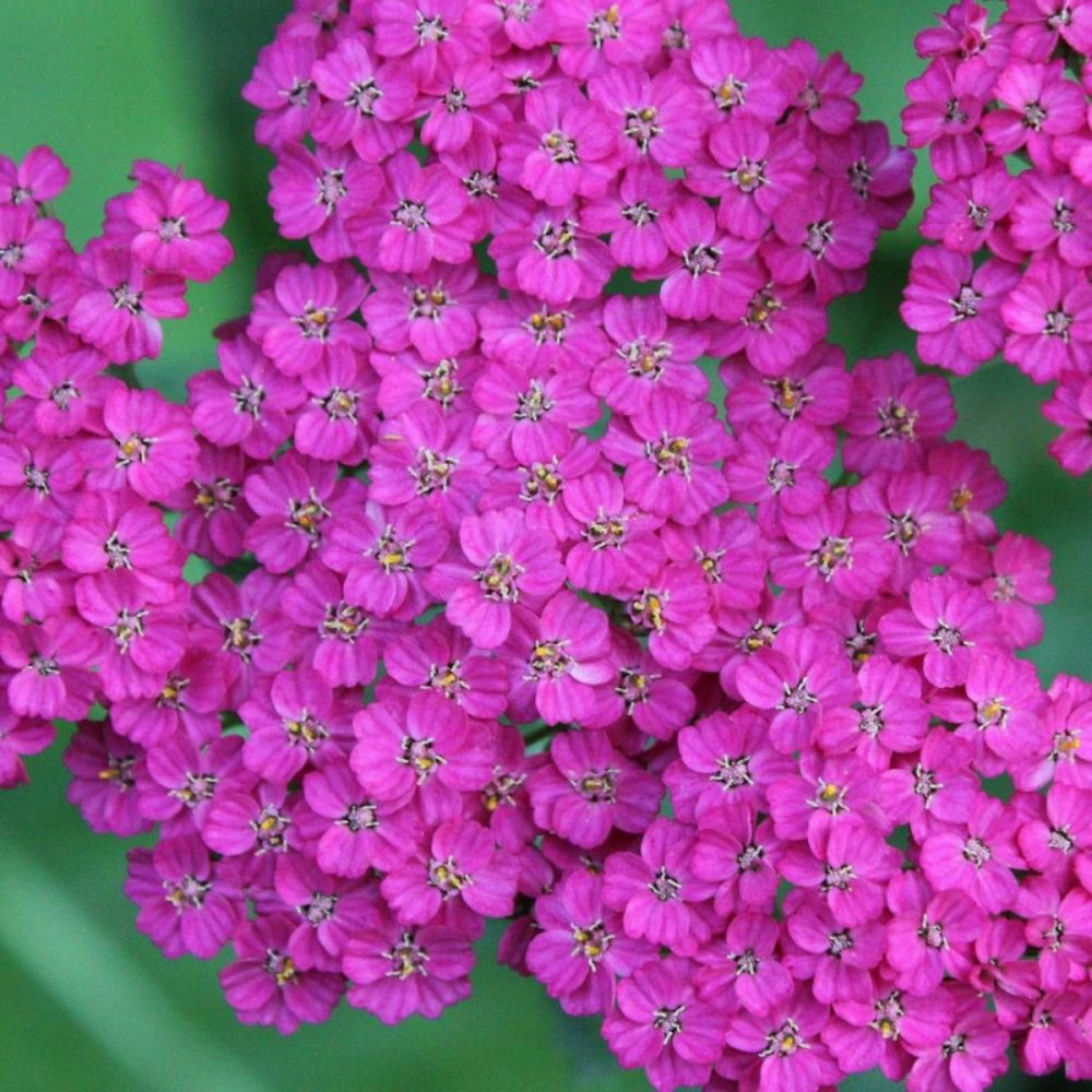 Achillée millefeuille cerise queen lot de 9 godets