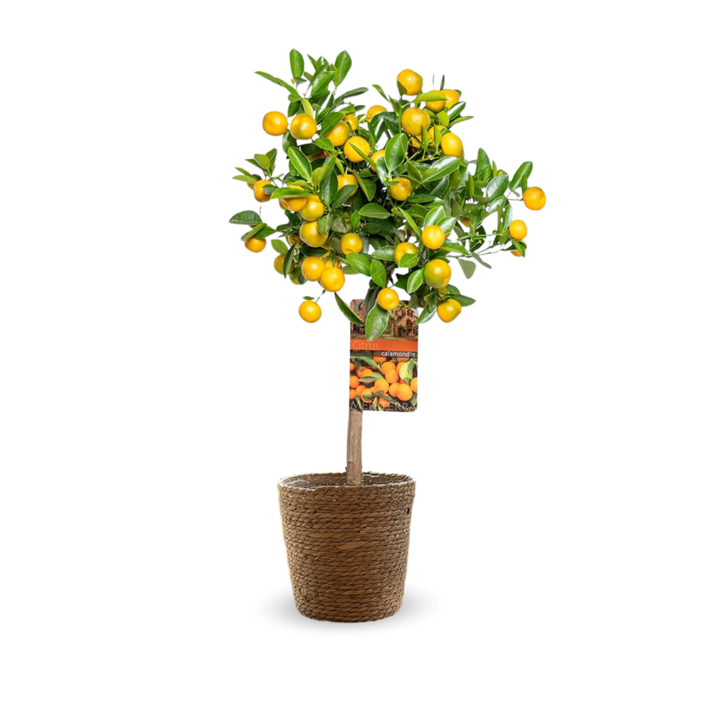 Mandarinier calamondin avec panier en jonc de mer - agrume méditerranéen - ↕ 75-85 cm - ⌀ 25 cm - agrume d'intérieur